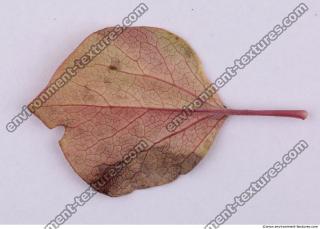 Leaves 0048